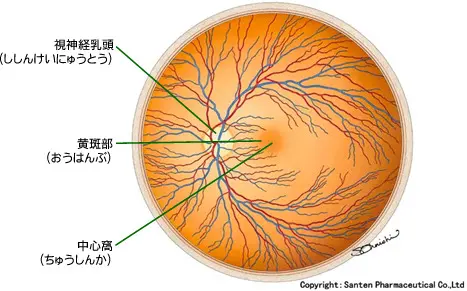 眼底検査」を受けたことがありますか？ - 東御市民病院・東御市立み