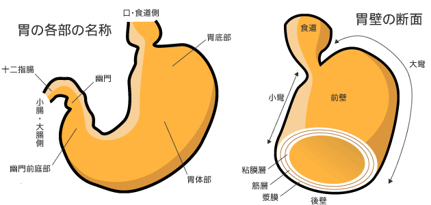 内視鏡豆知識 胃の構造・役割 - 東御市民病院・東御市立みまき温泉診療