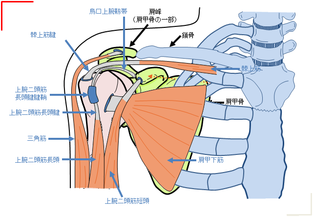 肩こりは危険信号？（2）－肩の痛み［肩関節周囲炎］ - 東御市民病院・東御市立みまき温泉診療所・東御市立助産所とうみ